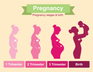 Series of images of a women going through the different trimesters