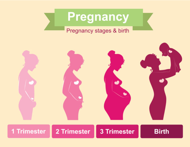 Series of images of a women going through the different trimesters